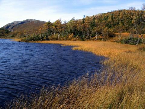 Bredden av Svanvatnet.