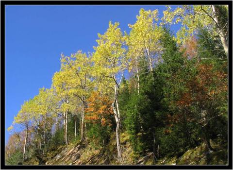 Aspen. Yttergårdsfjellet.