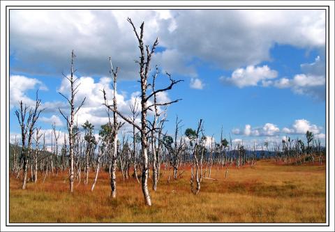 Død skog.