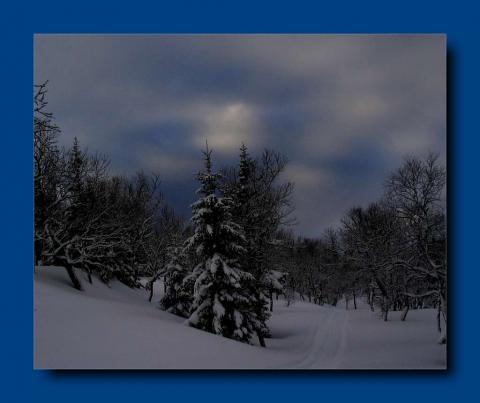 Enda et bilde fra  Nisseskogen.