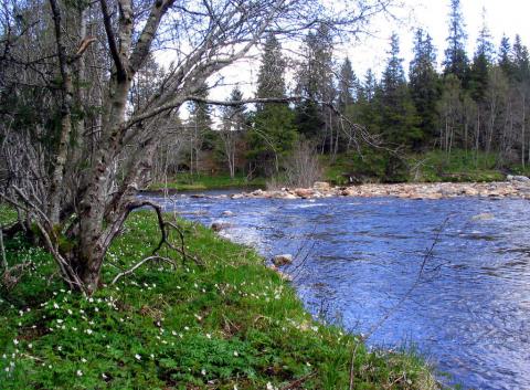 Nedenfor Lindsetfossen.