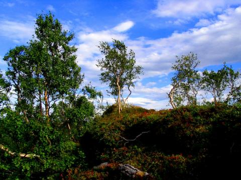 Skogens ro,ved Storvatnet.