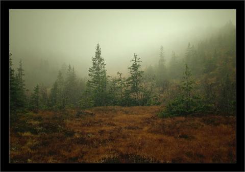 Stemning fra skogen.