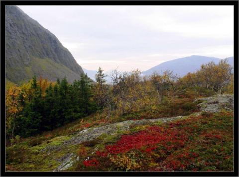 Yttergårdsfjellet 1.