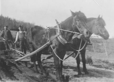 folk og hesti arbeid