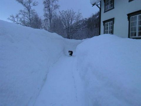 over 1 m snø på bakken